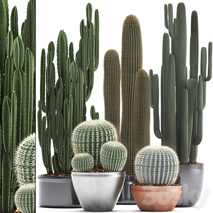 Collection of plants 300. Cactus set. Echinocactus round cactus cereus Barrel cactus indoor cactus desert plants 3DS Max - thumbnail 1