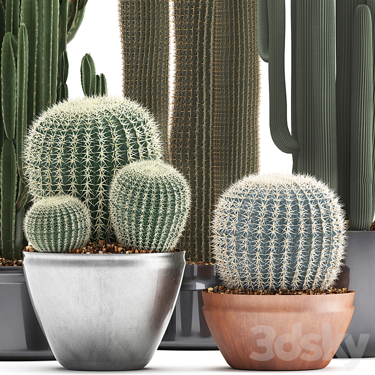 Collection of plants 300. Cactus set. Echinocactus round cactus cereus Barrel cactus indoor cactus desert plants 3DS Max - thumbnail 2