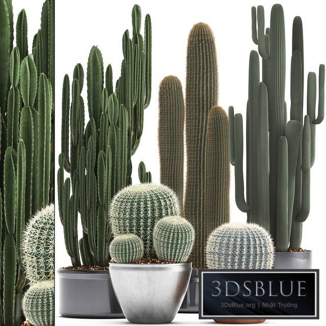 Collection of plants 300. Cactus set. Echinocactus round cactus cereus Barrel cactus indoor cactus desert plants 3DS Max - thumbnail 3