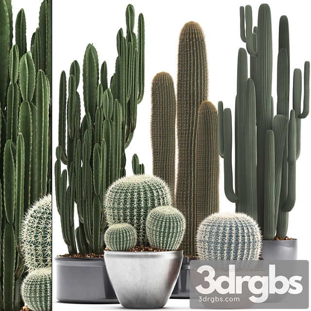 Collection of plants 300. cactus set. echinocactus, round cactus, cereus, barrel cactus, indoor cactus, desert plants - thumbnail 1