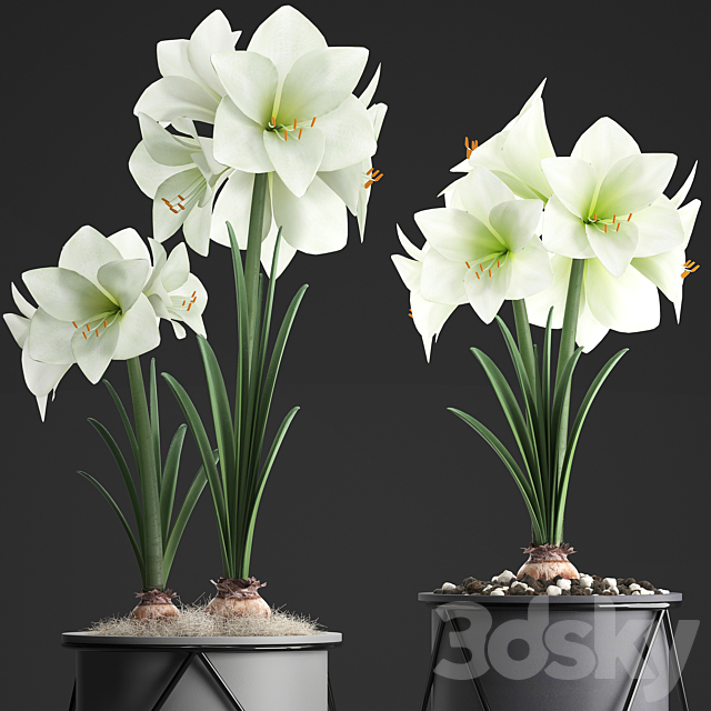 Collection of plants 310. Hippeastrum. Hippeastrum potted flowers indoor flowers flowerpot flower pot Scandinavian style eco design White flowers 3DS Max Model - thumbnail 2