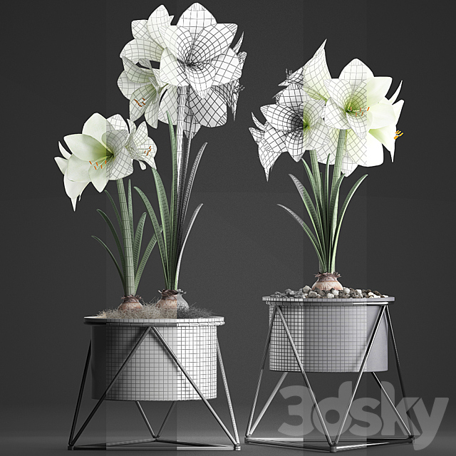 Collection of plants 310. Hippeastrum. Hippeastrum potted flowers indoor flowers flowerpot flower pot Scandinavian style eco design White flowers 3DS Max Model - thumbnail 3