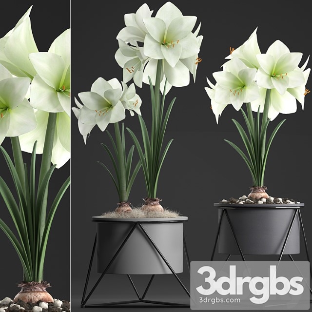 Collection of plants 310. hippeastrum. hippeastrum, potted flowers, indoor flowers, flowerpot, flower, pot, scandinavian style, eco design, white flowers - thumbnail 1