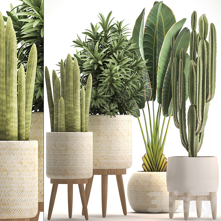 Collection of plants 320. White basket dracaena ravenala banana cereus cactus sansevieria interior indoor Scandinavian style strelitzia 3DS Max - thumbnail 1