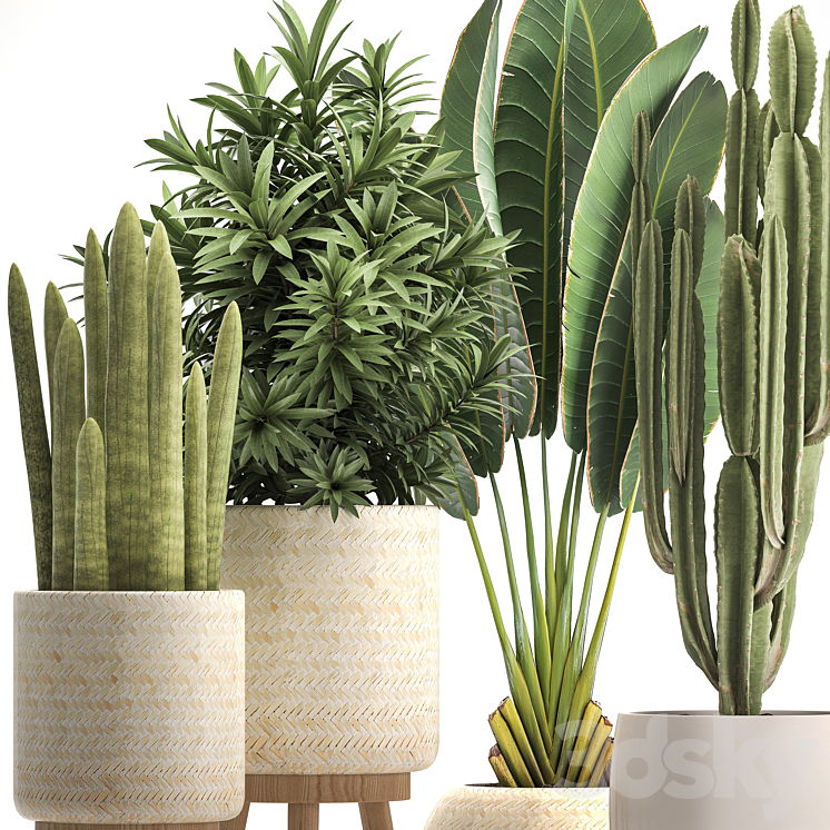 Collection of plants 320. White basket dracaena ravenala banana cereus cactus sansevieria interior indoor Scandinavian style strelitzia 3DS Max - thumbnail 2