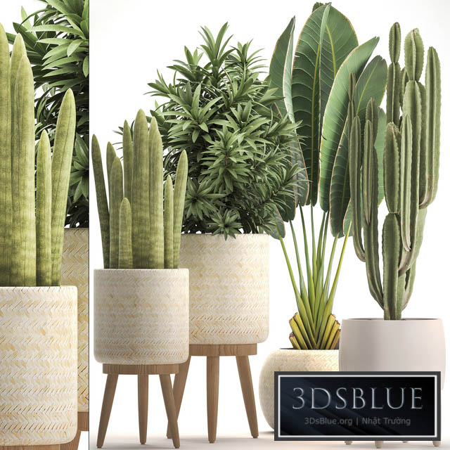 Collection of plants 320. White basket dracaena ravenala banana cereus cactus sansevieria interior indoor Scandinavian style strelitzia 3DS Max - thumbnail 3