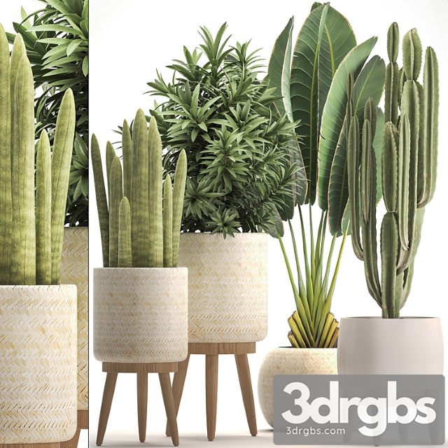 Collection of plants 320. white basket, dracaena, ravenala, banana, cereus, cactus, sansevieria, interior, indoor, scandinavian style, strelitzia - thumbnail 1