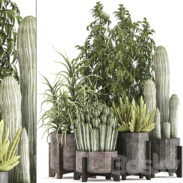 Collection of plants 325. Cactus thickets indoor plants concrete pot bamboo aloe cactus desert plants thickets outdoor 3ds Max - thumbnail 1