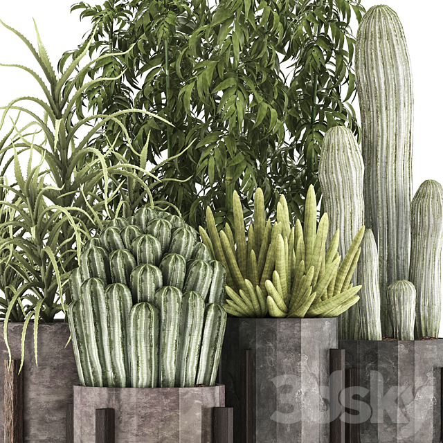 Collection of plants 325. Cactus thickets indoor plants concrete pot bamboo aloe cactus desert plants thickets outdoor 3ds Max - thumbnail 2