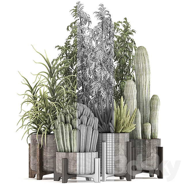 Collection of plants 325. Cactus thickets indoor plants concrete pot bamboo aloe cactus desert plants thickets outdoor 3ds Max - thumbnail 3