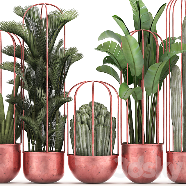 Collection of plants 326. Cacti palm copper banana dipsis indoor plants pot copper flowerpot metal outdoor decorative strelitzia Cactus 3DS Max Model - thumbnail 2