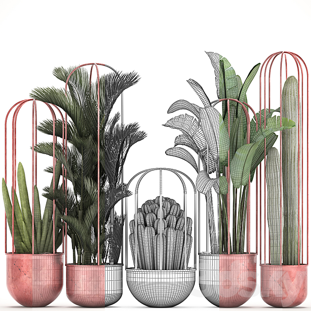 Collection of plants 326. Cacti palm copper banana dipsis indoor plants pot copper flowerpot metal outdoor decorative strelitzia Cactus 3DS Max Model - thumbnail 3