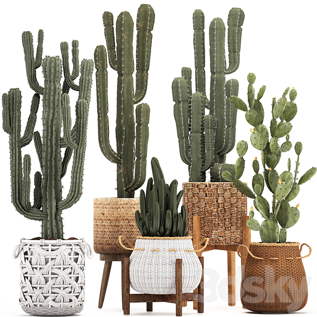 Collection of plants 330. Basket rattan. prickly pear. indoor cactus. white basket. carnegia. Prickly pear. desert plants. eco design. wicker 3DSMax File - thumbnail 1