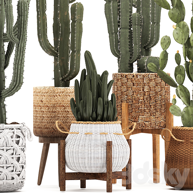 Collection of plants 330. Basket rattan. prickly pear. indoor cactus. white basket. carnegia. Prickly pear. desert plants. eco design. wicker 3DSMax File - thumbnail 2