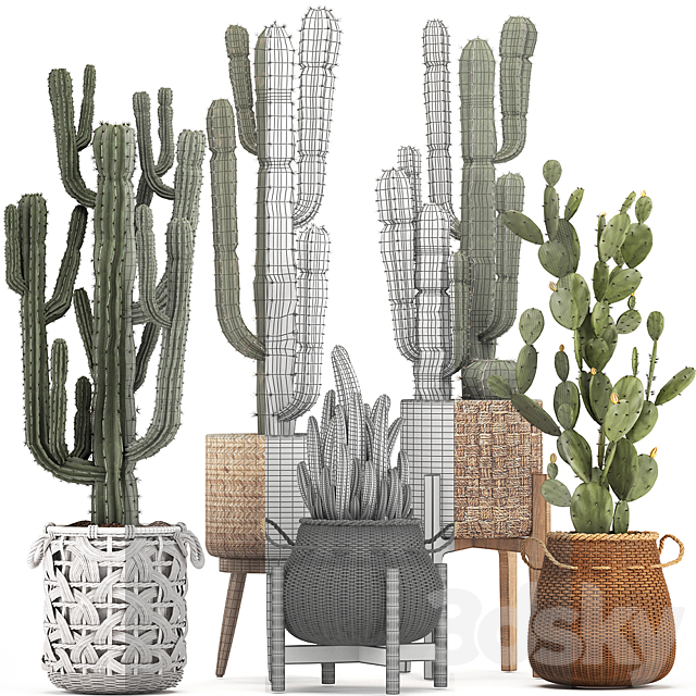 Collection of plants 330. Basket rattan. prickly pear. indoor cactus. white basket. carnegia. Prickly pear. desert plants. eco design. wicker 3DSMax File - thumbnail 3