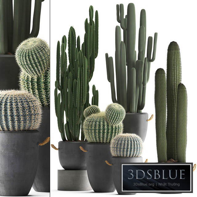 Collection of plants 411. Cactus set. Echinocactus Cereus Carnegia Barrel cactus indoor plants concrete pot outdoor 3DS Max - thumbnail 3