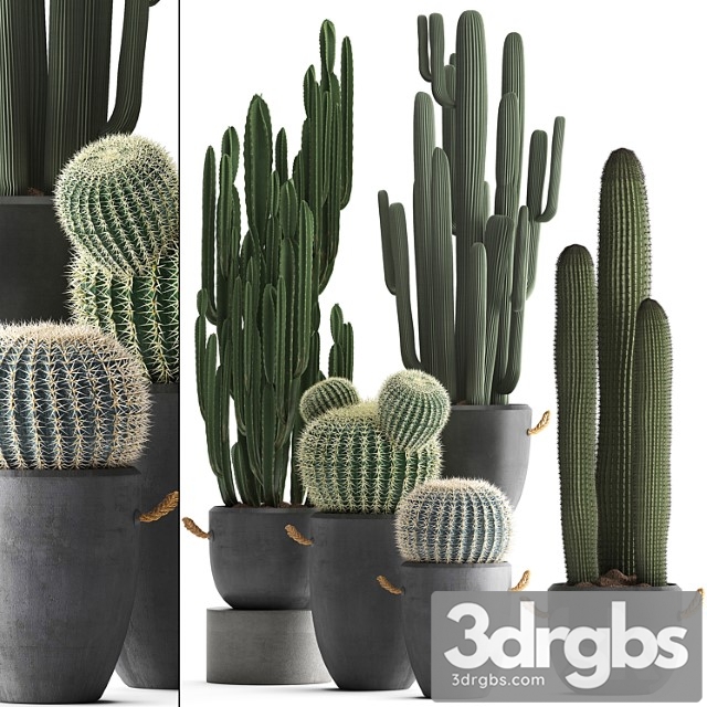 Collection of Plants 411 Cactus Set Echinocactus Cereus Carnegia Barrel Cactus Indoor Plants Concrete Pot Outdoor 3dsmax Download - thumbnail 1