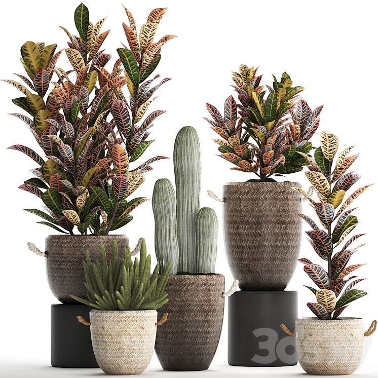 Collection of plants 430. Croton flowerpot basket rattan cactus indoor plants eco design natural decor bushes 3DS Max - thumbnail 1