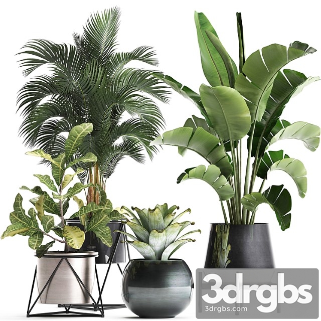 Collection of Plants 441 Banana Strelitzia Round Croton Flower Pot Bromeliad Palm Indoor Plants Lukhuri Luxe Interior Decor Stilnier Hoveia 3dsmax Download - thumbnail 1