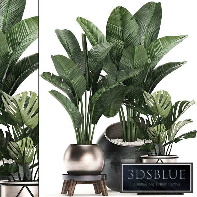 Collection of plants 465. Banana palm monstera banana round flowerpot luxury strelitzia 3DS Max - thumbnail 3