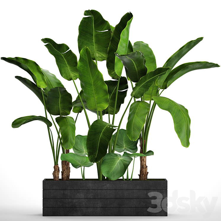 Collection of plants 73. Tropical plants Strelitzia banana bushes thickets pot outdoor flowerpot palm tree 3DS Max - thumbnail 1