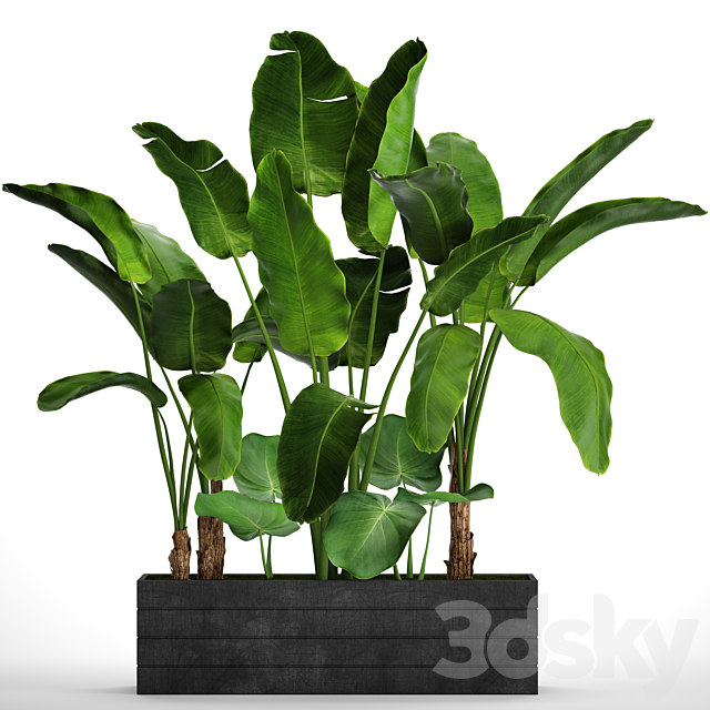 Collection of plants 73. Tropical plants. Strelitzia. banana. bushes. thickets. pot. outdoor. flowerpot. palm tree 3DSMax File - thumbnail 1