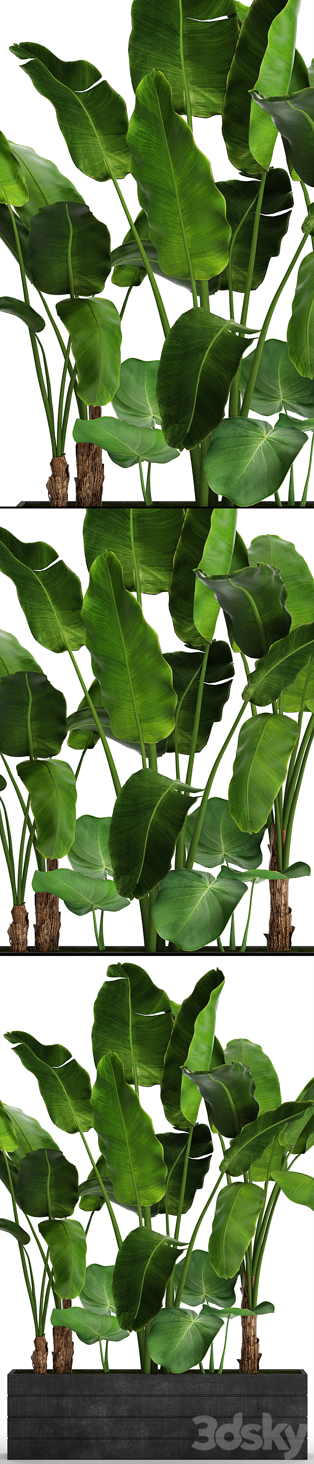 Collection of plants 73. Tropical plants. Strelitzia. banana. bushes. thickets. pot. outdoor. flowerpot. palm tree 3DSMax File - thumbnail 2