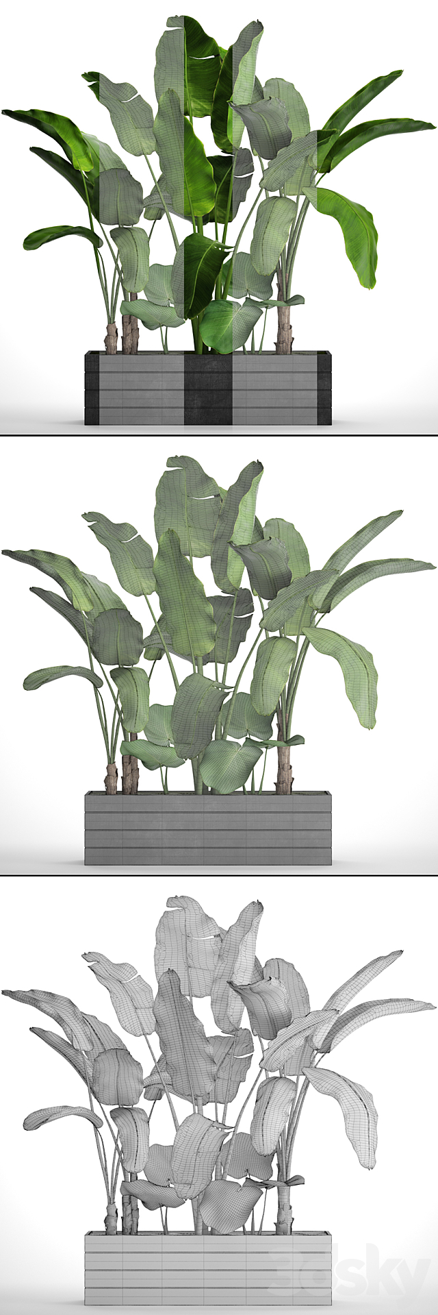 Collection of plants 73. Tropical plants. Strelitzia. banana. bushes. thickets. pot. outdoor. flowerpot. palm tree 3DSMax File - thumbnail 3