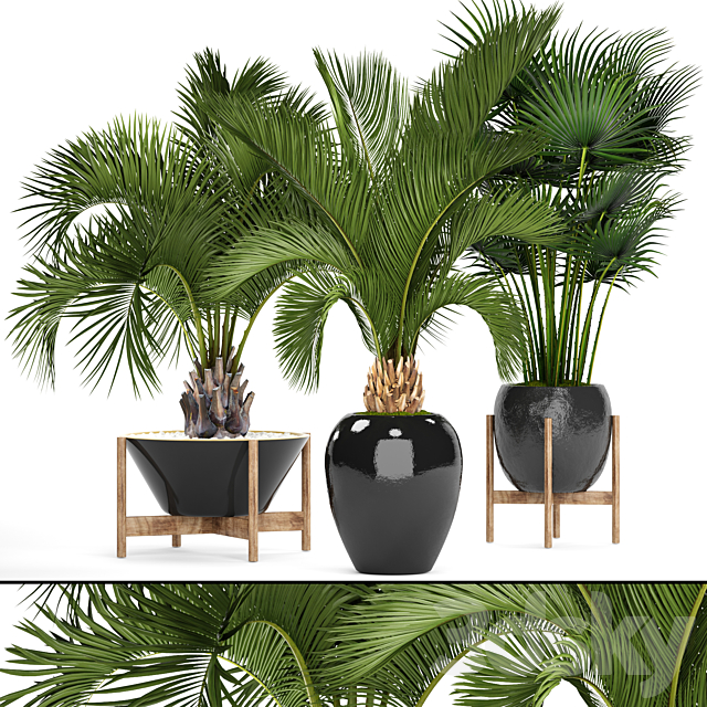 Collection of plants 78. Palm trees. Pot. black flowerpot. decorative palm. fan. butia. date. exotic. tropical. dates 3DSMax File - thumbnail 1