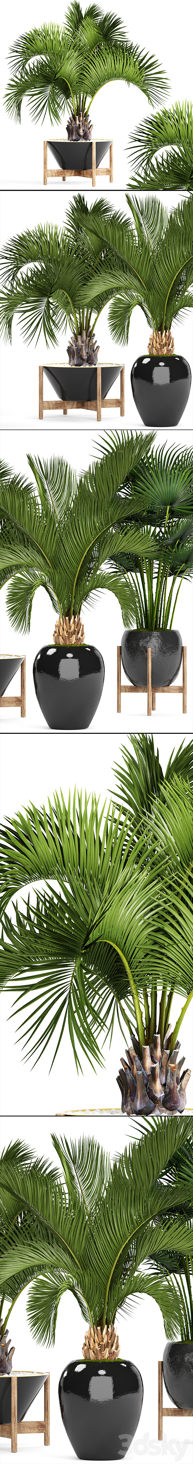 Collection of plants 78. Palm trees. Pot. black flowerpot. decorative palm. fan. butia. date. exotic. tropical. dates 3DSMax File - thumbnail 2