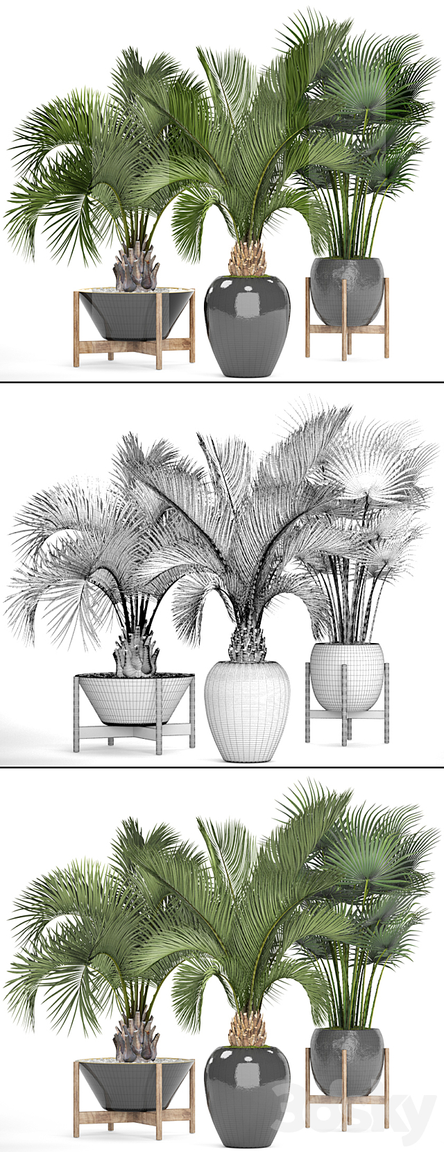 Collection of plants 78. Palm trees. Pot. black flowerpot. decorative palm. fan. butia. date. exotic. tropical. dates 3DSMax File - thumbnail 3