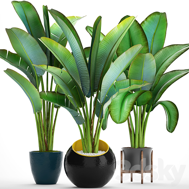 Collection Of Plants 82. Ravenala. Strelitzia. Ravenala. Thickets ...