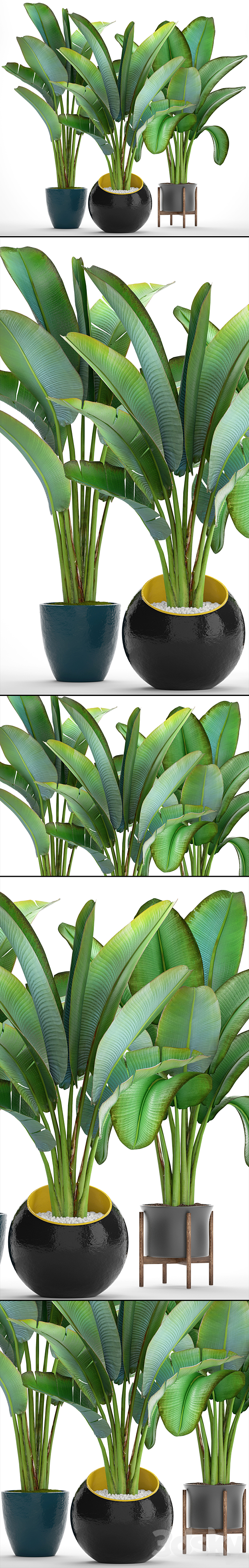 Collection of plants 82. Ravenala. Strelitzia. Ravenala. thickets. bushes. tropical. exotic. outdoor. flowerpot. banana palm 3DSMax File - thumbnail 2