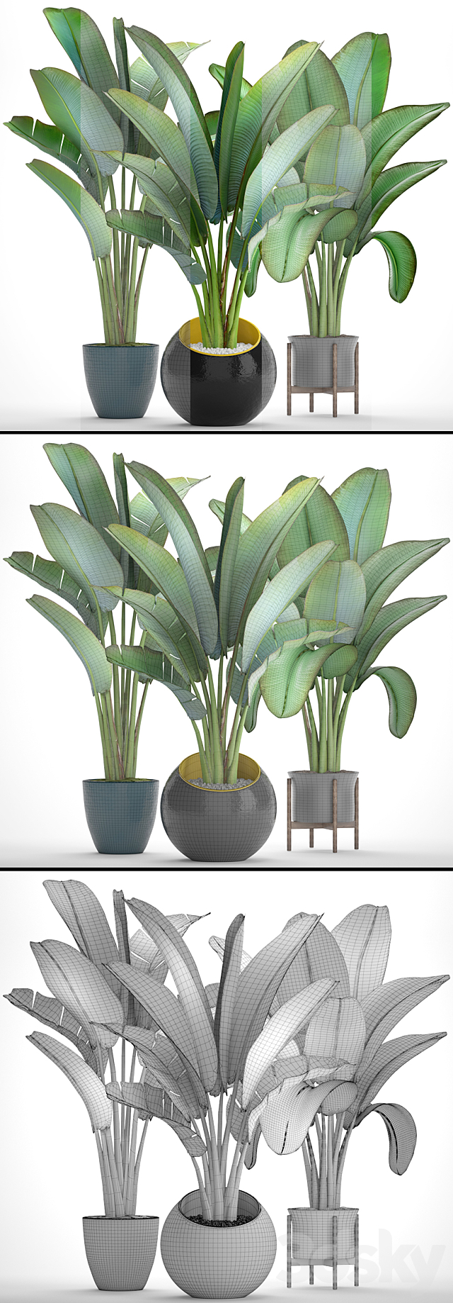 Collection of plants 82. Ravenala. Strelitzia. Ravenala. thickets. bushes. tropical. exotic. outdoor. flowerpot. banana palm 3DSMax File - thumbnail 3