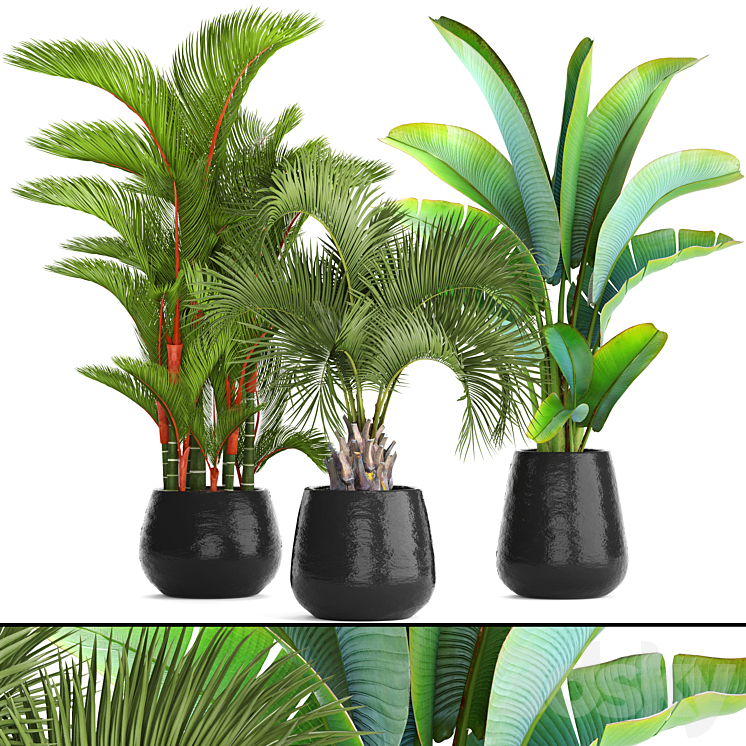 Collection of plants 84. Cyrtostakhis dipsis palm tree pot flowerpot interior exotic outdoor Ravenala banana butia strelitzia 3DS Max - thumbnail 1