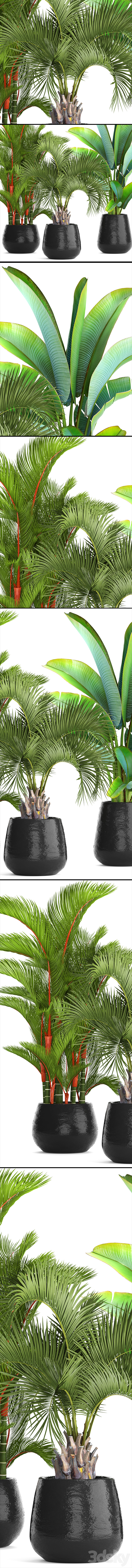 Collection of plants 84. Cyrtostakhis dipsis palm tree pot flowerpot interior exotic outdoor Ravenala banana butia strelitzia 3DS Max - thumbnail 2