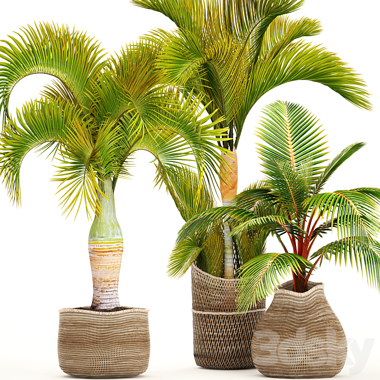 Collection of plants 97. tropical plants. Hyophorbe ornamental palms basket coconut tree young coconut tropical plants 3DS Max - thumbnail 1