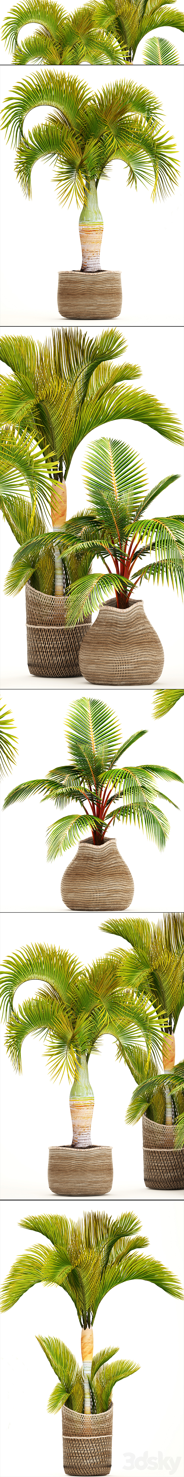 Collection of plants 97. tropical plants. Hyophorbe ornamental palms basket coconut tree young coconut tropical plants 3DS Max - thumbnail 2