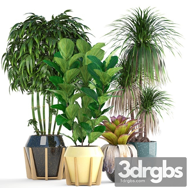 Collection of plants. bamboo, bushes, ficus lyrata, dracaena, exotic flower, bromelia - thumbnail 1