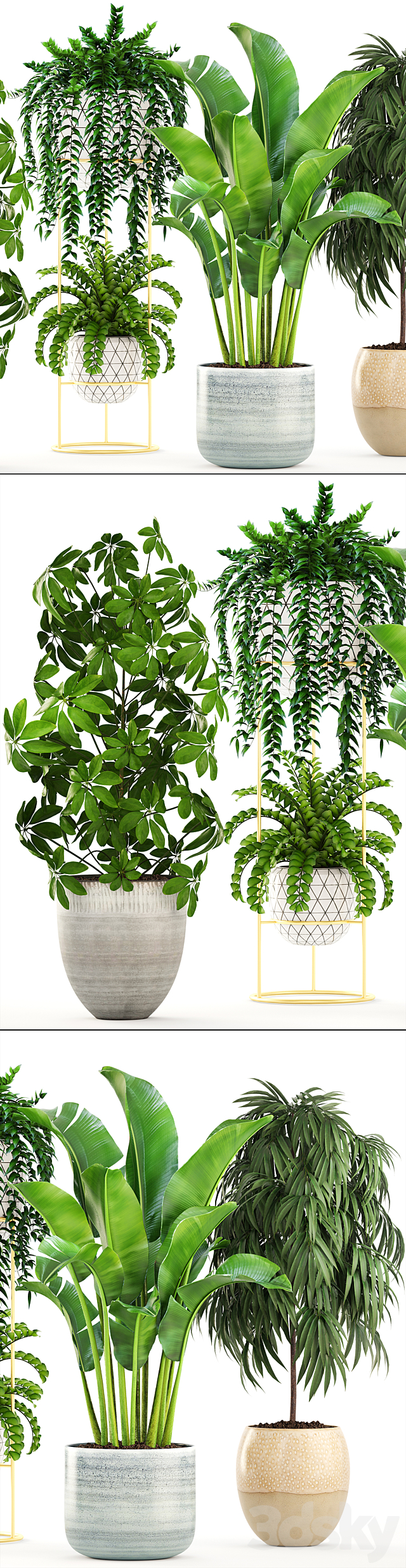 Collection of plants. Banana bush Ficus ali Schefflera Caladium indoor Scandinavian style 3DS Max Model - thumbnail 2