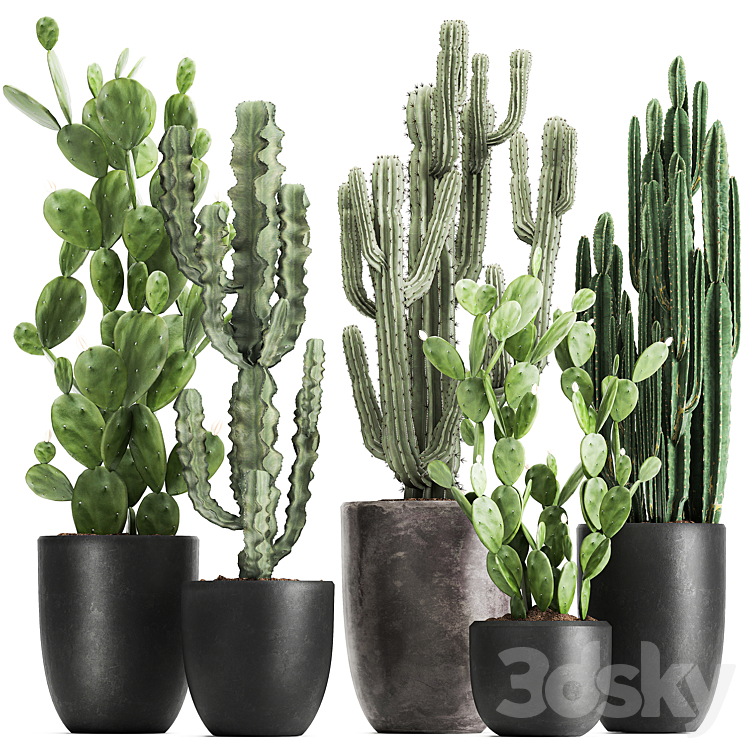 Collection of plants Cacti in black pots with Prickly pear Cereus Prickly pear. Set 1054. 3DS Max - thumbnail 1