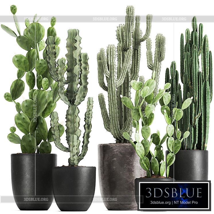 Collection of plants Cacti in black pots with Prickly pear Cereus Prickly pear. Set 1054. 3DS Max - thumbnail 3