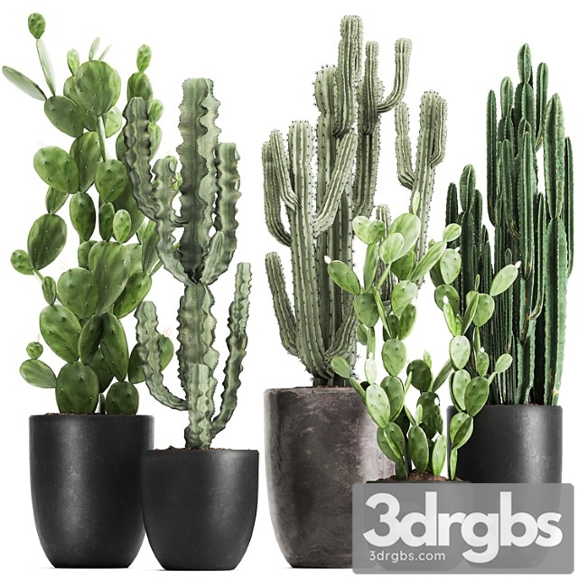 Collection of plants cacti in black pots with prickly pear, cereus, prickly pear. set 1054. - thumbnail 1