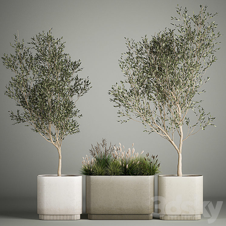 Collection of plants decorative olive trees in outdoor flowerpots for the interior with bushes in pots. 1122. 3DS Max Model - thumbnail 1