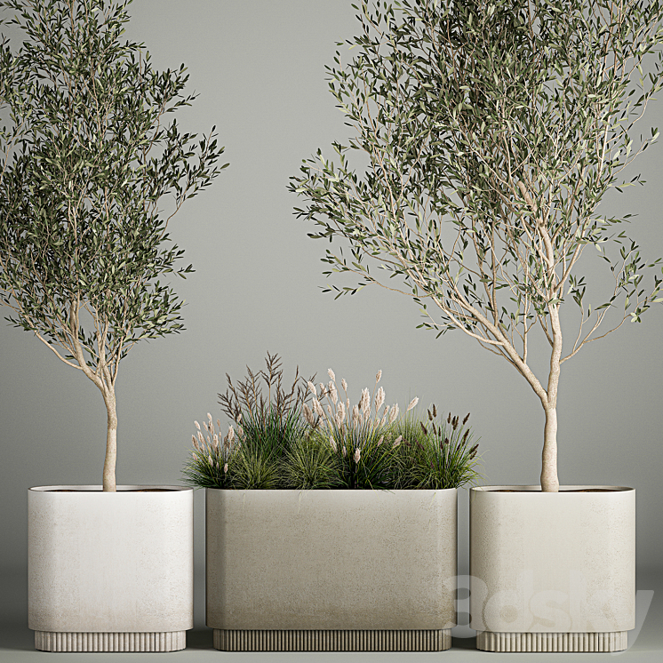 Collection of plants decorative olive trees in outdoor flowerpots for the interior with bushes in pots. 1122. 3DS Max Model - thumbnail 2