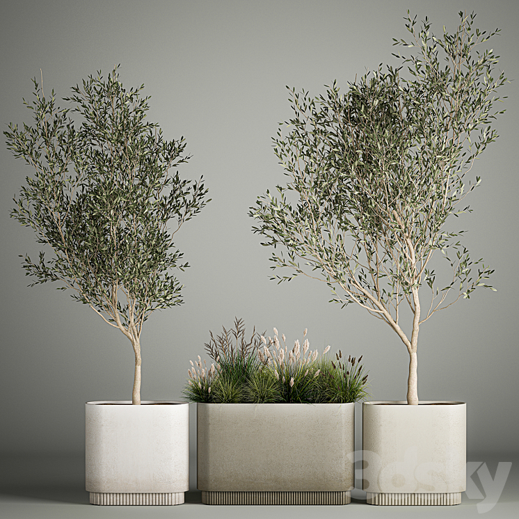 Collection of plants decorative olive trees in outdoor flowerpots for the interior with bushes in pots. 1122. 3DS Max - thumbnail 1