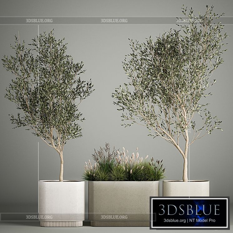 Collection of plants decorative olive trees in outdoor flowerpots for the interior with bushes in pots. 1122. 3DS Max - thumbnail 3