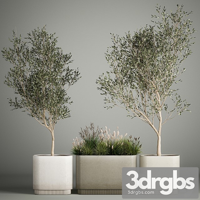 Collection of plants decorative olive trees in outdoor flowerpots for the interior with bushes in pots. 1122. - thumbnail 1