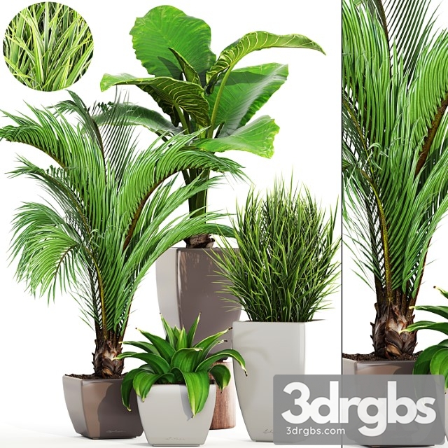 Collection of plants. decorative palm, areca, bush, flower, pot, flowerpot, agave, alocasia, indoor plants - thumbnail 1