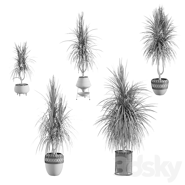 Collection of plants. Dracaena v2 3DSMax File - thumbnail 2